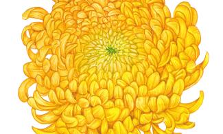 an illustration of a Chrysanthemum