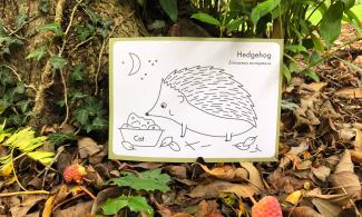 A line drawing of a hedgehog on a white postcard is nestled among fallen leaves.