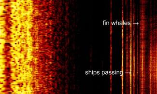 A computer screen showing soundwaves labelled 'fin whales' and 'ships passing'.