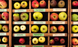 A grid of different red and green apples.