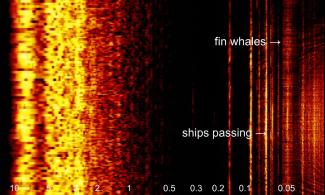 A computer screen showing soundwave traces, with sounds of 'fin whales' and 'ships passing' labelled 