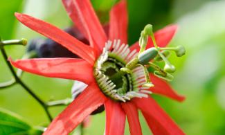 A red passion flower with a complex centre and green leaves surrounding it