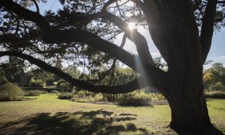 The sun shines through the boughs of a tree at the Cambridge University Botanic Gardens.