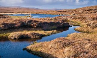 A wetland area forming peat on a sunny day.