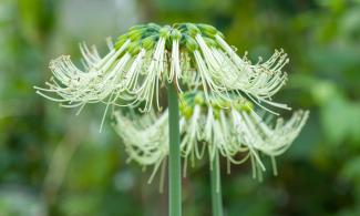 A green flower with fluffy white tufts curling up at the top.