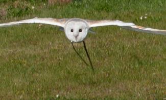 A barn owl flying above ground