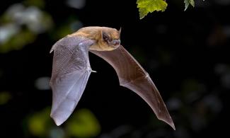 Flying Pipistrelle bat in natural forest background
