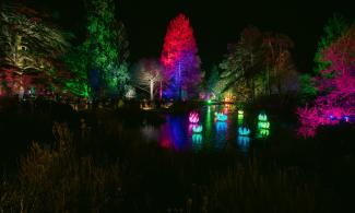 A view of the lake with coloured water lilies and trees illuminated in different colours.