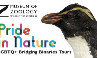 Penguin with LGBTQ+ Tours in text