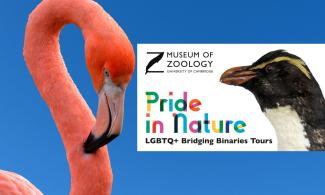 Flamingo and penguin photo with LGBTQ+ logo