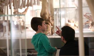 A child in a green hoodie stands with their back to the camera with a man dressed in black. The man is pointing to a elephant skeleton in the background. 