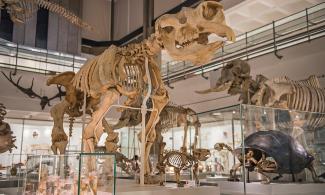 Photo of elephant skeleton in the Museum