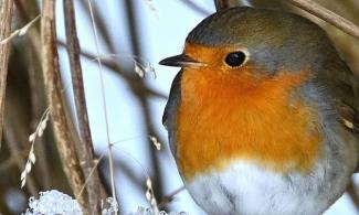 Robin photograph