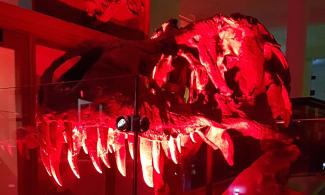 A life-size T-rex skull is lit up in the museum, in the dark, with bright red light.