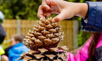 Pinecone being held by a child.