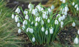 Snowdrops