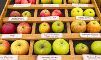 Apples in crates