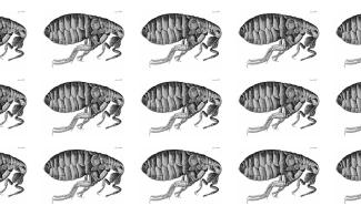 Cambridge Festival Lecture: Robert Hooke’s Drawing of a Flea.