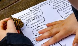 A worksheet showing a botanical key