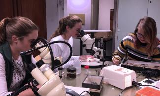 Women scientists looking through microscopes