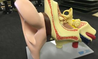 A model of the human ear 