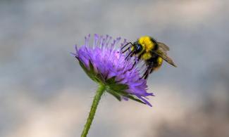 Photo of a bee on a purple flower