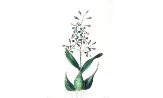 Botanical plant by Augusta Innes Withers