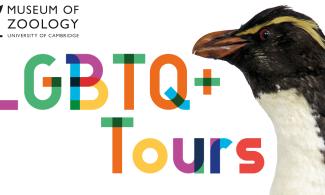 Photo of penguin with LGBTQ+ text