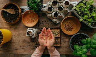 Hands holding seeds above a table with herbs on.