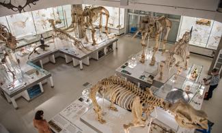 Photo of the Lower Gallery at the Museum of Zoology