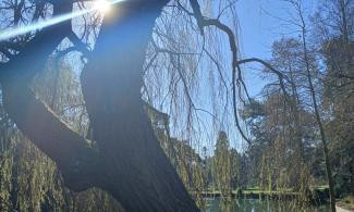 A large, gnarled tree leans diagonally over a reflective pond on a bright, sunny day. The sunlight shines dramatically through the branches, creating a strong lens flare across the image. Thin willow-like branches hang from the tree, and the surrounding scene includes more trees, calm water, and blue sky