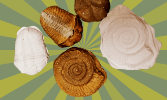 An example of fossil painting featuring various fossil shapes, some painted in a bronze colour and others left in white clay. Set against a light and dark green striped background.