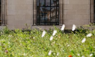 Wildflowers on the front lawn of the Fitzwilliam Museum 
