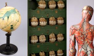 Objects found at the Whipple Museum - Mars Globe, Papier-mâché models of horses' teeth and Mini Marcel the Human Body model.