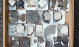 A museum drawer containing fossils, with old, handwritten specimen labels