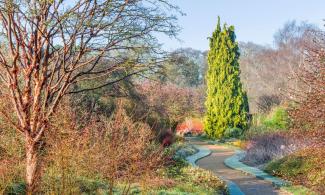 A frosty garden with trees, white, red and green shrubs with a path running through it.