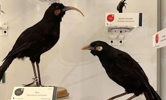 Two black birds photo in a Museum