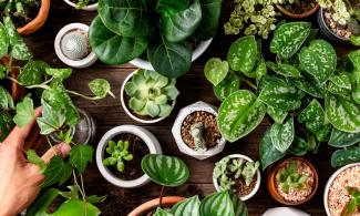 Aerial view of a range of green plants and shrubs in plant pots.