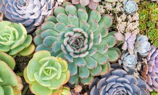 A range of succulent plants of different sizes and colours.