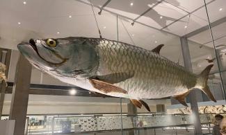 Photo of large fish, a tarpon, hanging in glass case