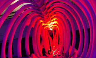 Photo of inside the ribcage of a hippo, lit up with red light