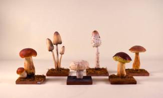 Mushroom models from the Whipple collection against a white ground. 