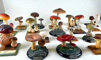 Mushroom models from the Whipple collection against a white ground. 