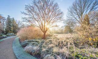 Winter garden scene with a curved gravel path bordered by frost-covered grasses and shrubs, bare trees, and low sunlight shining through branches under a clear blue sky.