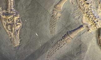 A fossil of a young plesiosaur on display at the Sedgwick Museum