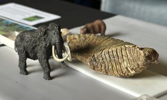 A plastic woolly mammoth model next to a real fossilised woolly mammoth tooth. The tooth is around the length of a rugby ball and has a grooved surface for grinding plant material.