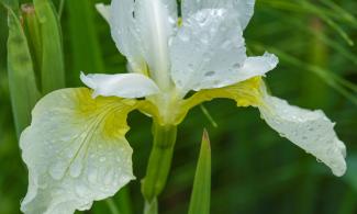 A single white and yellow iris flower with raindrops on its petals, surrounded by tall green grass.