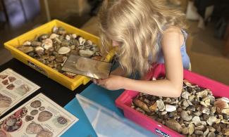 A child visiting the museum carefully inspects a fossil she has found under a magnifying glass. 