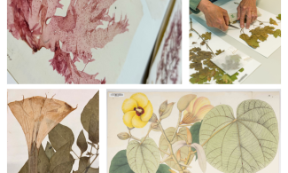A collage of photos showing botanical drawings, pressed herbarium specimens and someone laying out the specimens.