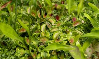 A cluster of Venus flytrap plants with open green and red leaves surrounded by various small green plants.